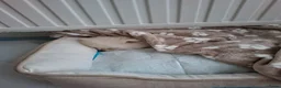Pomeriaan honden te koop: Dwergkees pomeriaan  - Advertentie 17