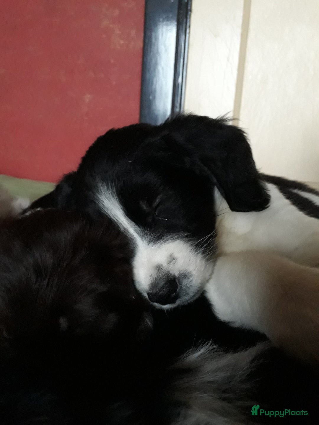 Kruising honden te koop: Leuke en lieve kruising pups(1 reutje beschikbaar) - Advertentie 16