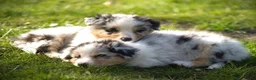 Australian Shepherd honden te koop: 🐾 Australian Shepherd pups - goed gesocialiseerd  - Advertentie 14