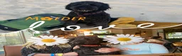Australian Labradoodle honden te koop: Prachtig nestje Australian Labradoodles van Koosje - Advertentie 14