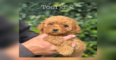 Maltipoo honden - Advertentie 8