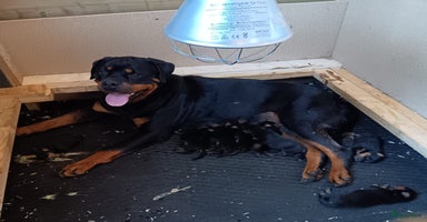 Rottweiler honden - Advertentie 7