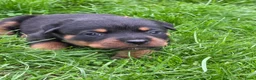 Rottweiler honden te koop: Prachtig mooie Rotweiler pups te koop! - Advertentie 8