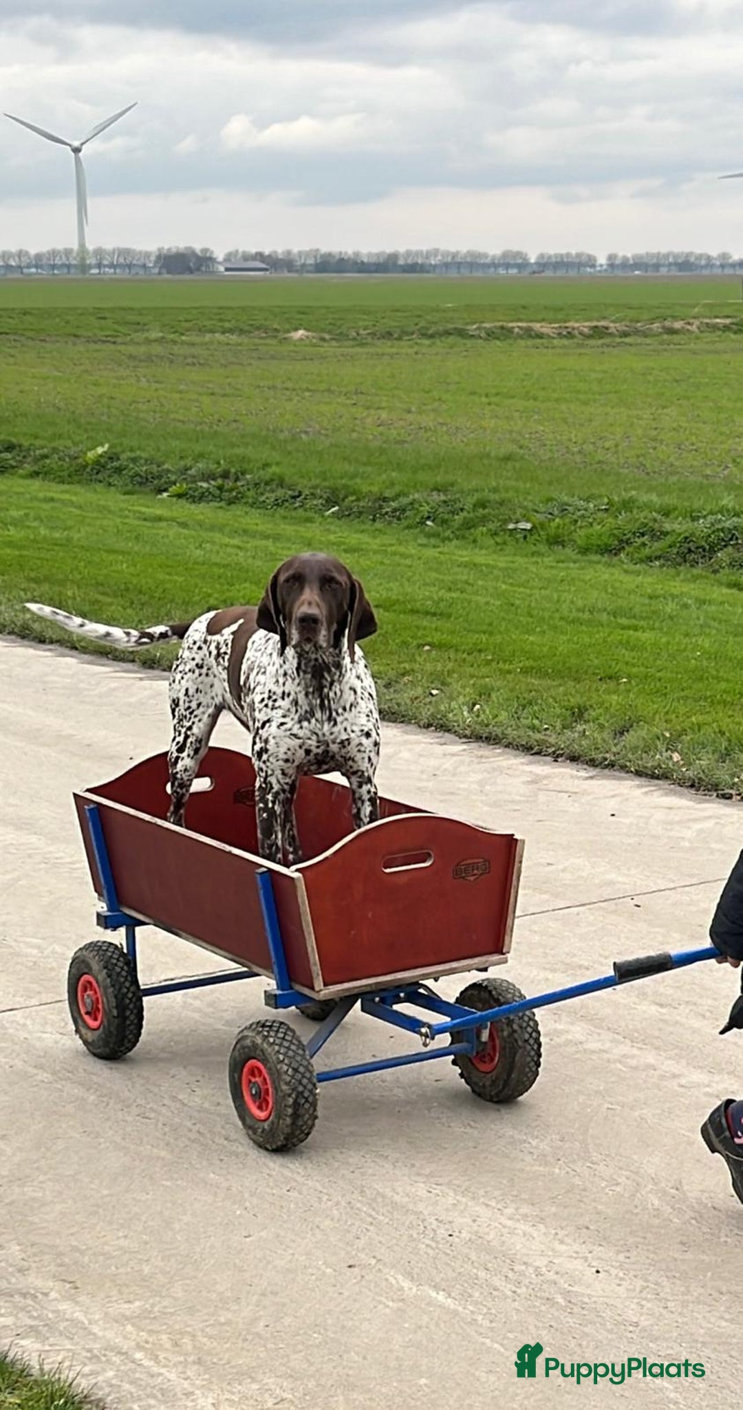 Duitse Staande Hond Korthaar honden te koop: Duitse staande korthaar  - Afbeelding 1