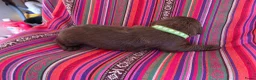 Labradoodle honden te koop: Super fijne multigen half Australian doodles🥰 - Advertentie 4