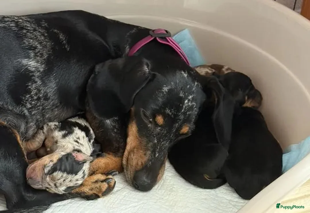 Teckel (korthaar)  honden te koop: Teckel  - Advertentie 4