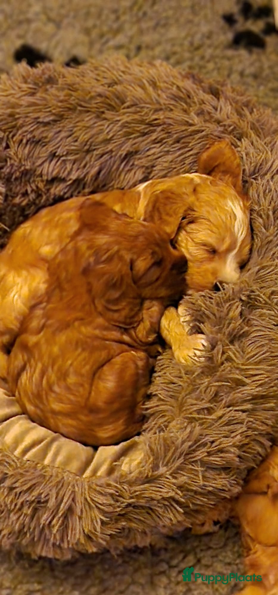 Australian Labradoodle honden Nestje Australian Labradoodles mini - Advertentie 1