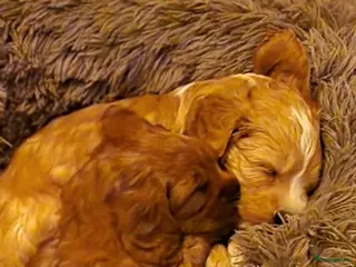 Australian Labradoodle honden Nestje Australian Labradoodles mini - Advertentie 1