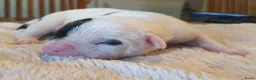 Amerikaanse Bulldog honden te koop: Prachtige Amerikaanse bulldog pups met stamboom - Advertentie 5