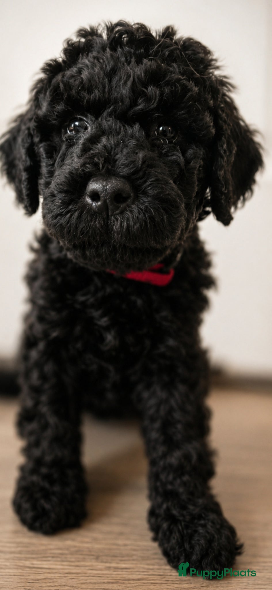 Labradoodle honden Prachtige Labradoodle pups  - Advertentie 7