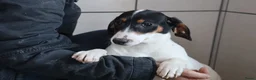 Jack Russel Terriër honden te koop: Zeer lieve en mooie jack russels te koop - Advertentie 9