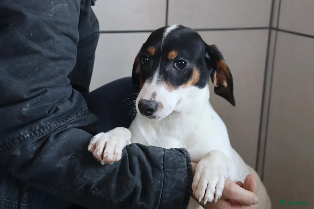 Jack Russel Terriër honden te koop: Zeer lieve en mooie jack russels te koop - Advertentie 9