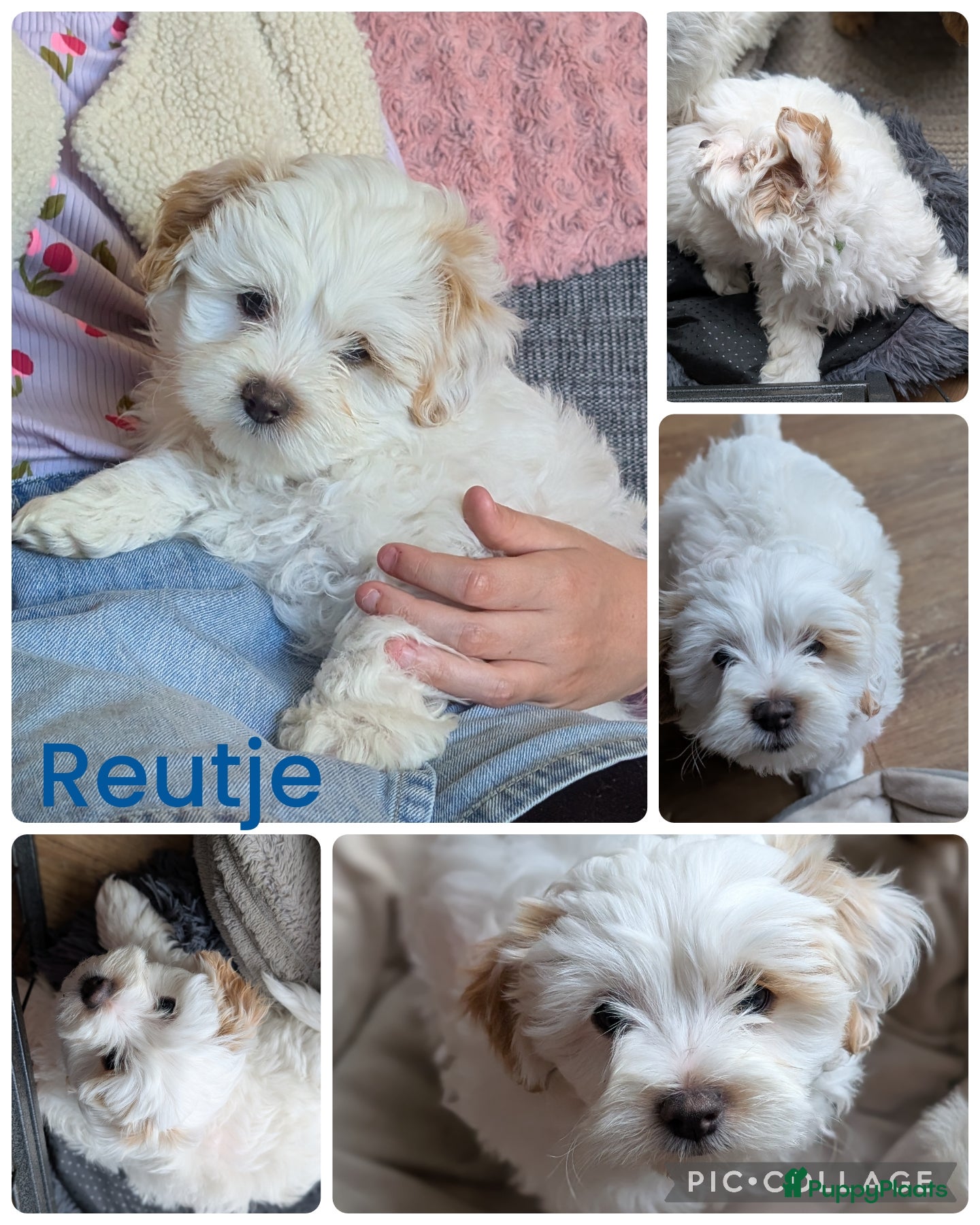 Shihpoo honden MaltiPoo (ShihTzu/Maltezer X ToyPoedel) - Advertentie 1