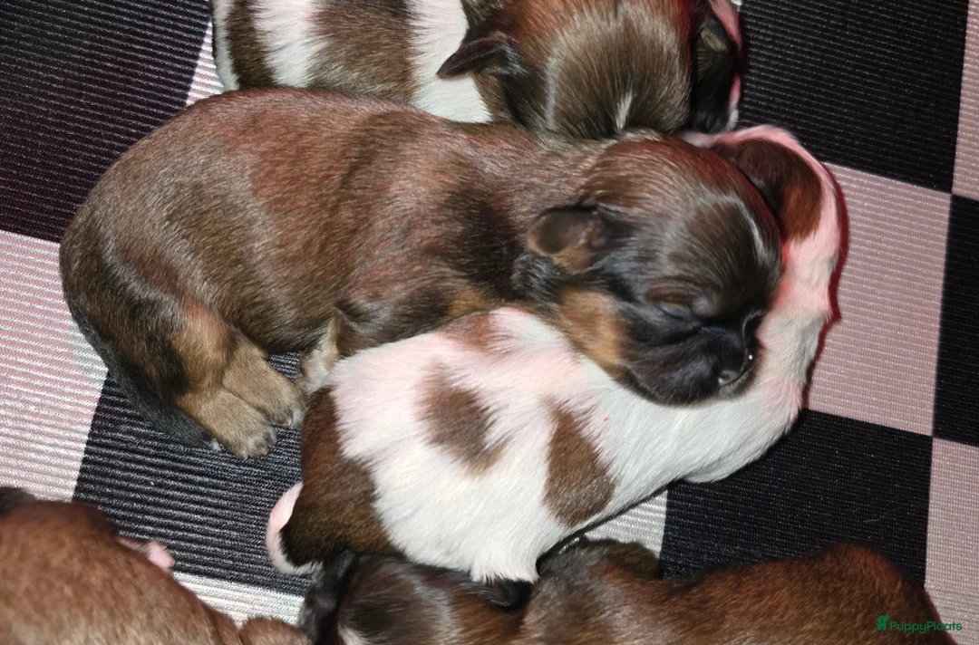 Kruising honden te koop: Boomer pups 14-1 geboren (Shih-Tzu x Boomer) - Advertentie 11