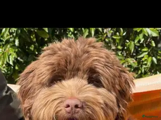 Australian Labradoodle honden Medium Chocolade labradoodles met Australian bloed - Advertentie 1