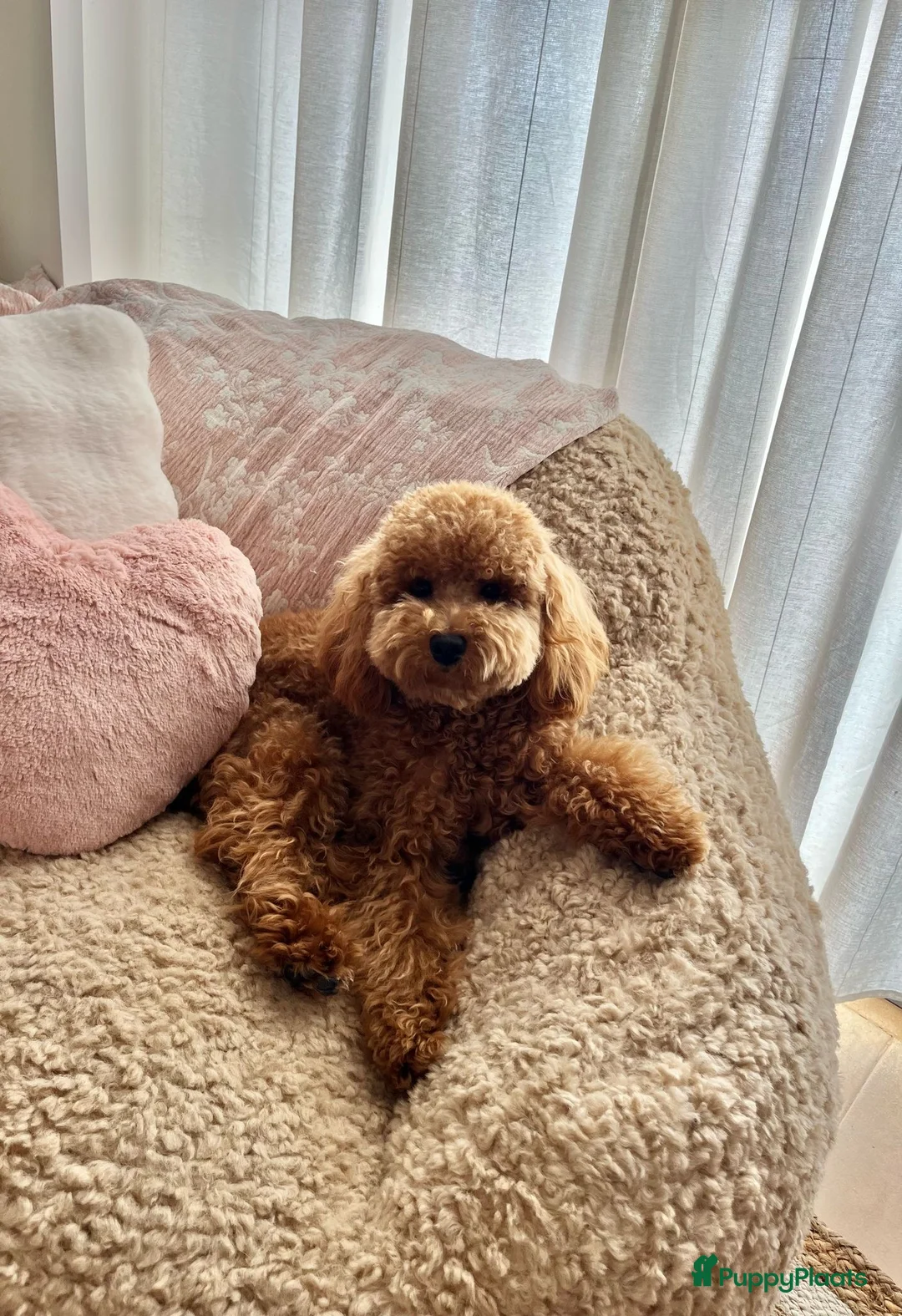 Goldendoodle honden te koop: Prachtige goldendoodle pups - Advertentie 30