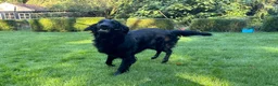 Flatcoated Retriever honden te koop: Flatcoated retriever pups - Advertentie 2