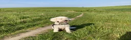 Labradoodle honden te koop: Vooraankondiging labradoodle puppy’s - Advertentie 1