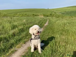 Labradoodle honden Vooraankondiging labradoodle puppy’s - Advertentie 1