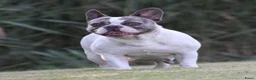 Franse Bulldog honden te koop: Franse Bulldog pups goed opgevoed België  - Advertentie 8
