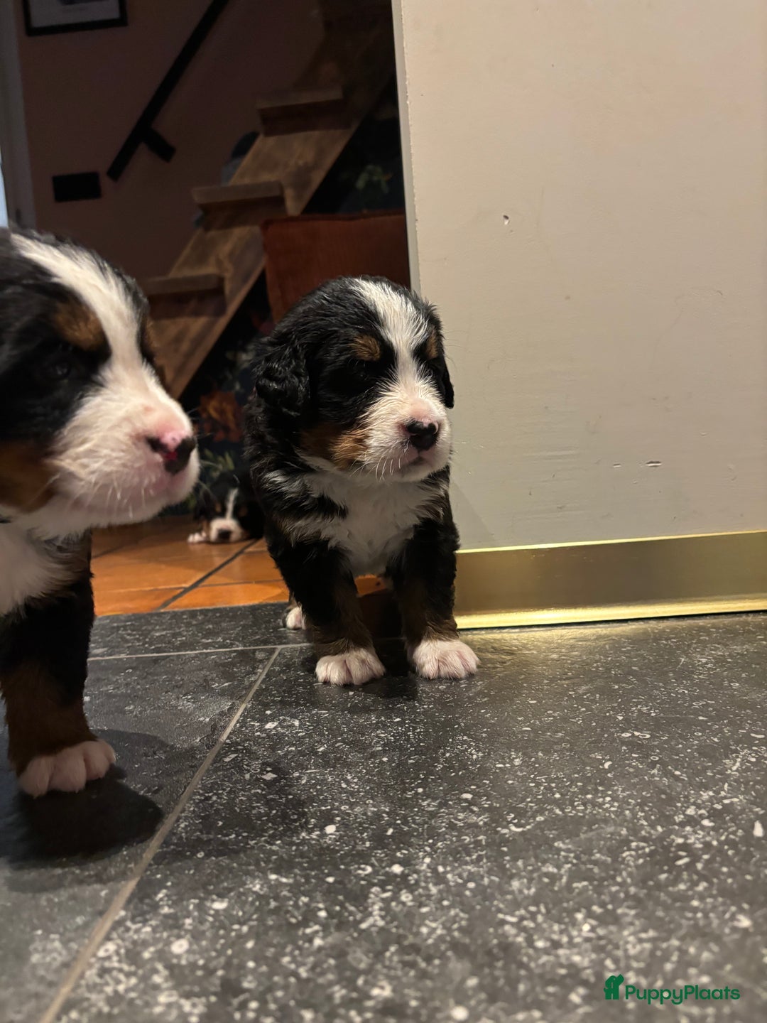 Berner Sennenhond honden te koop: Allerknapste Berner sennen pups (reutjes) in Woudenberg - Afbeelding 12