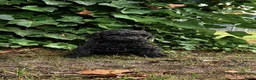 Kruising honden te koop: Labradoodle mini - Advertentie 4