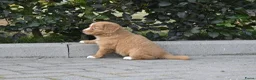 Nova Scotia Duck Tolling Retriever honden te koop: Nova Scotia Duck Tolling Retriever pups # Toller - Advertentie 9