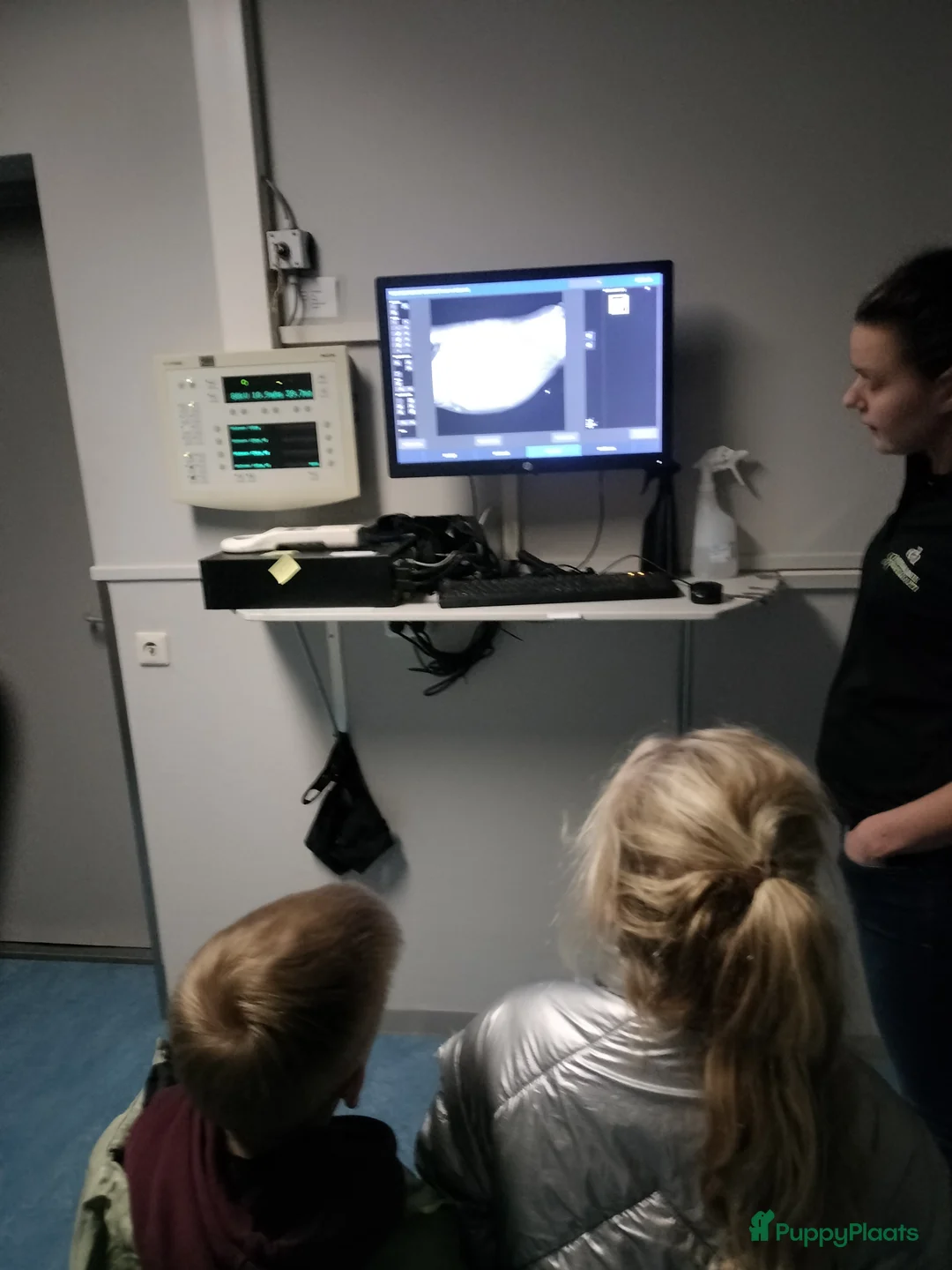 Kruising honden te koop: Tobekan pups Tibetaanse terrier x Cocker Spaniel  - Advertentie 4