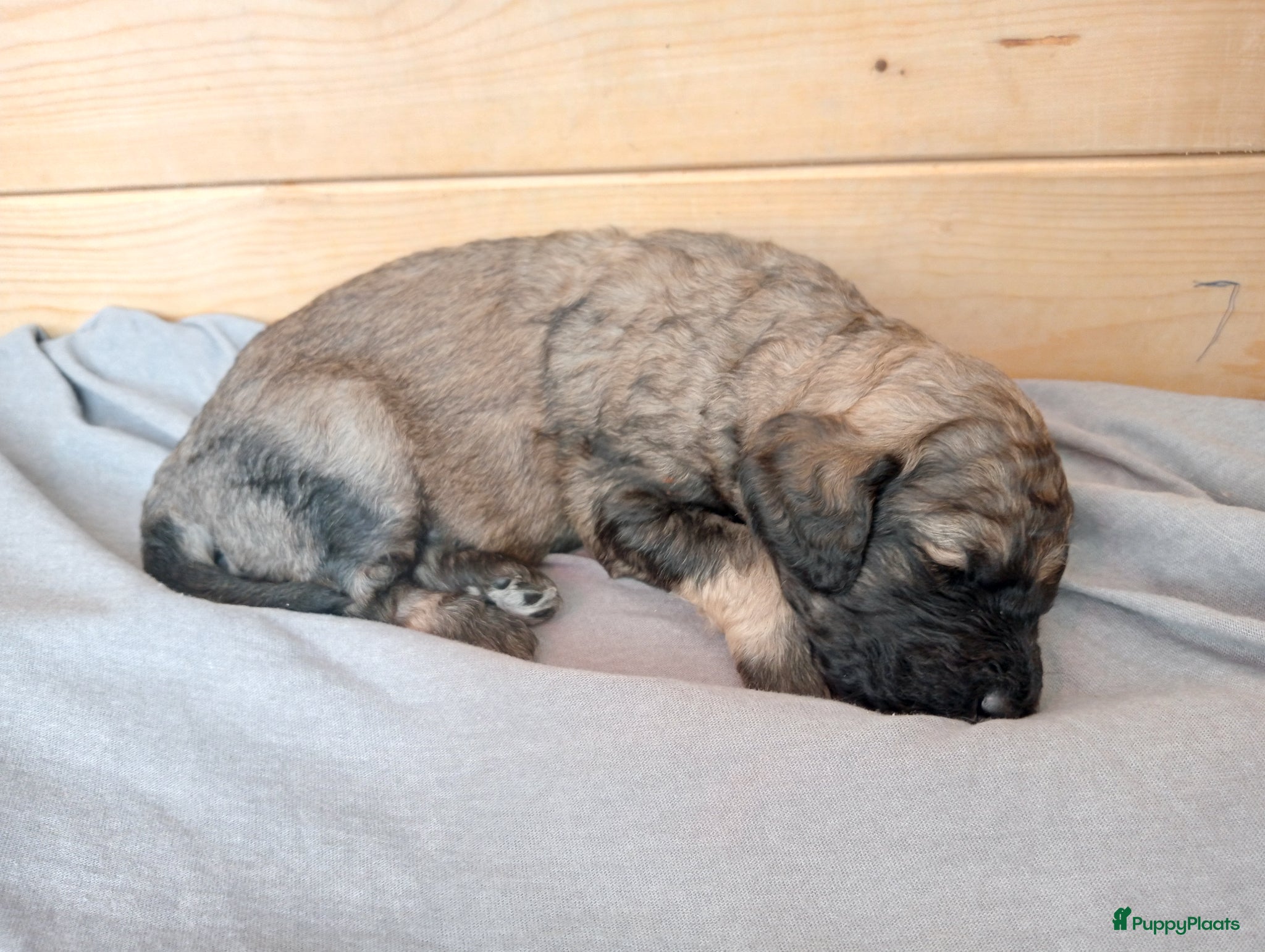 Labradoodle honden te koop: Labradoodle puppies  - Advertentie 24