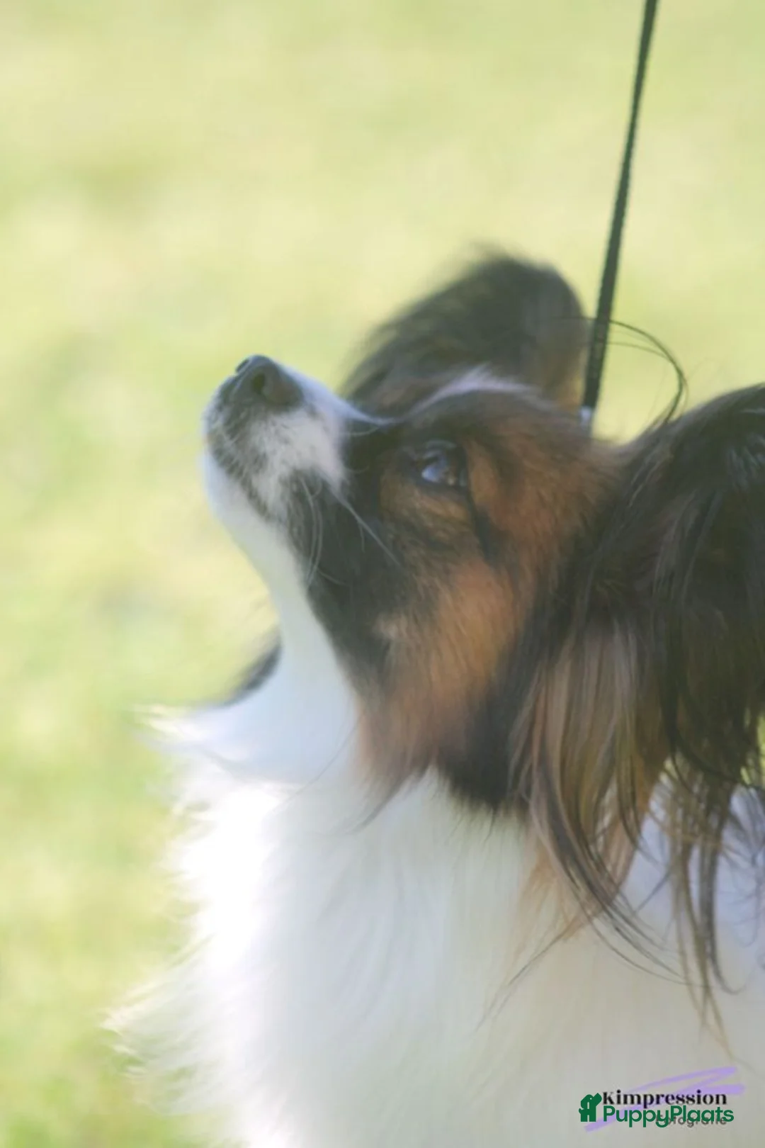 Galerij afbeelding {{count}}