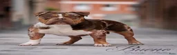Amerikaanse Bully honden ter dekking: American Bully pocket dekreu  - Advertentie 4