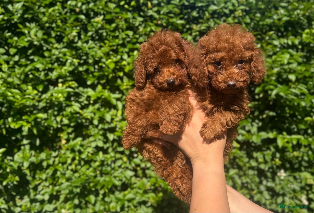 Poedel Toy honden te koop: 🐾Toy poedel, toy poodle, mini poedel, toypoedel🐾 - Afbeelding 3