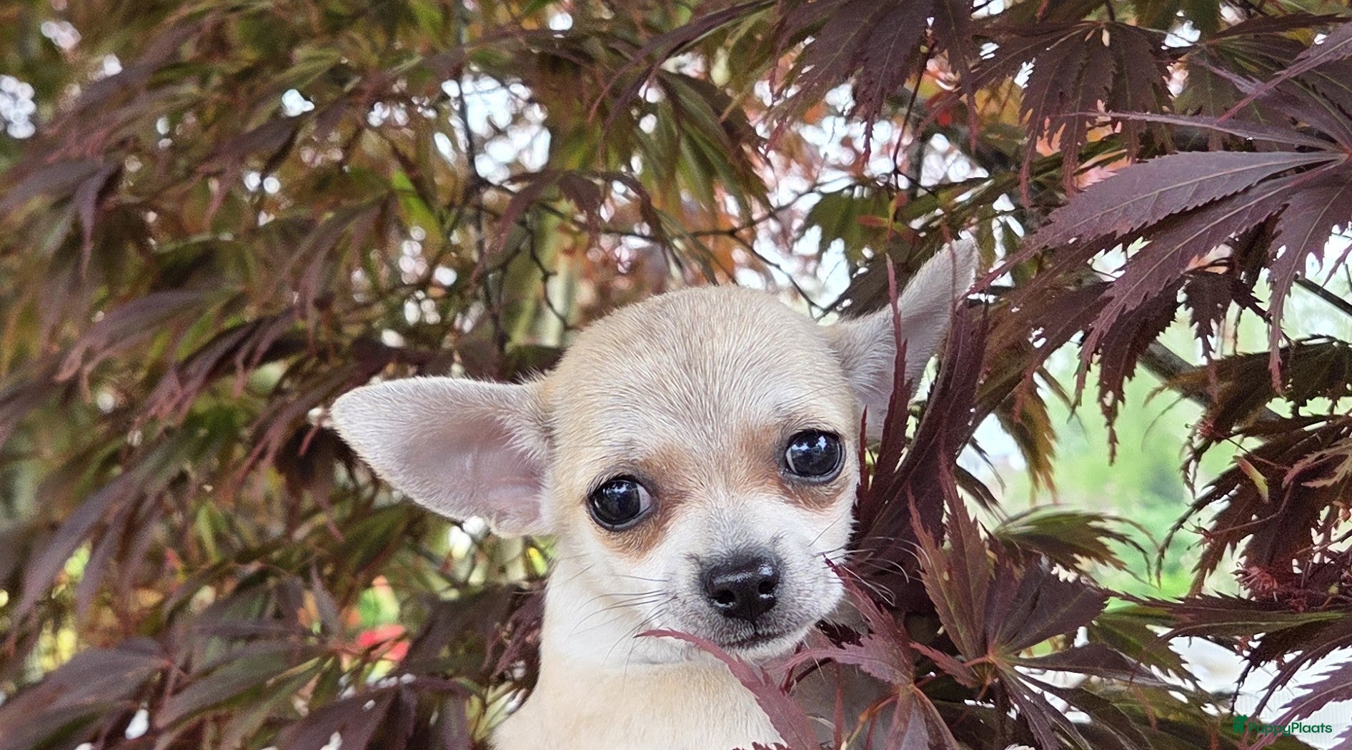 Chihuahua honden 🏡3 lieve Chihuahua pups  - Advertentie 3