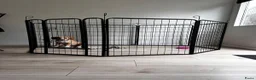 Kruising honden te koop: Lieve Tala zoekt een nieuw thuis - Advertentie 6