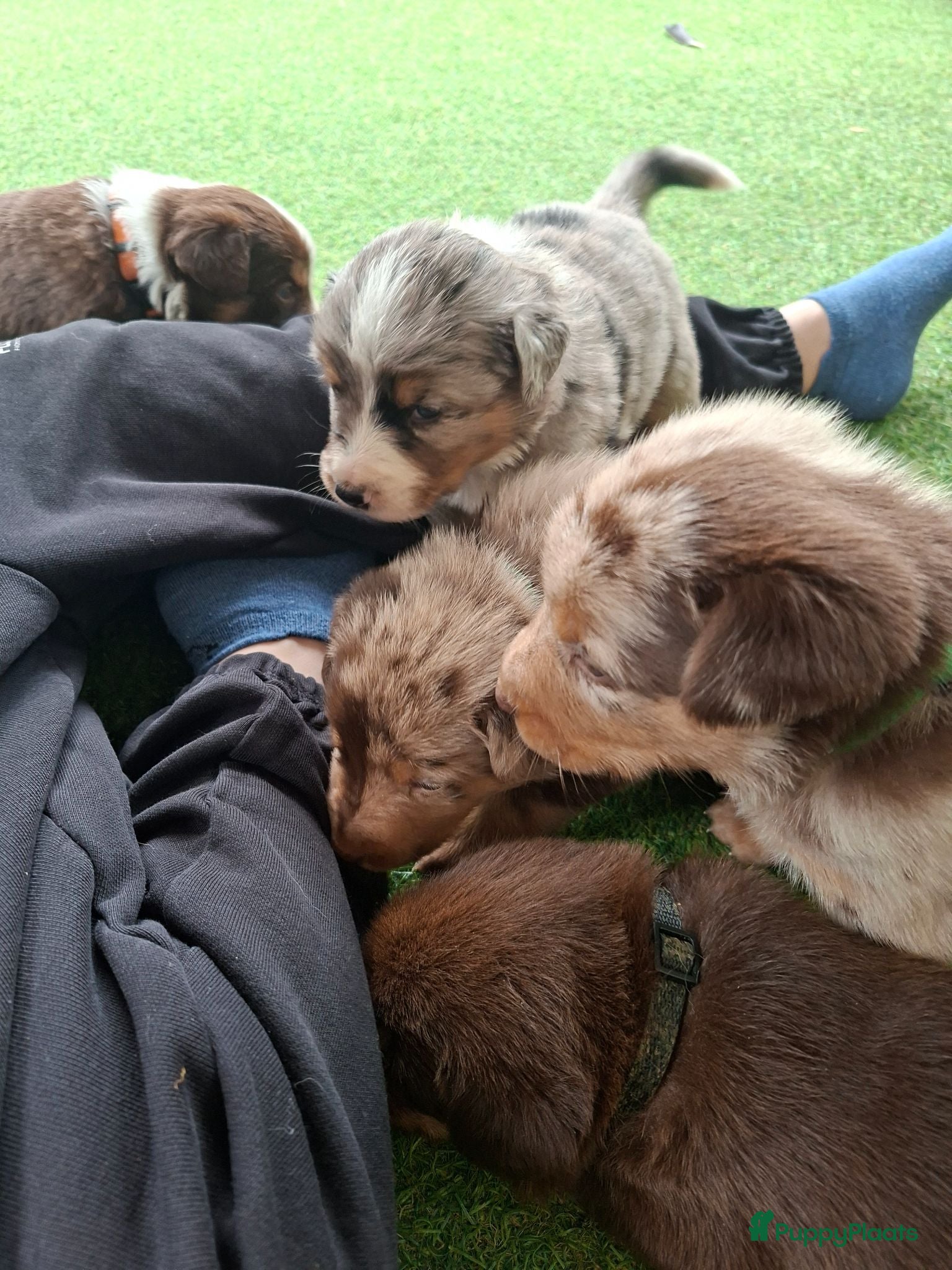 Australian Shepherd honden Mooie australian shepherd pups - Advertentie 1