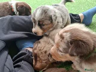 Australian Shepherd honden Mooie australian shepherd pups - Advertentie 2
