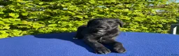 Labradoodle honden te koop: Doodle Pups - Advertentie 4
