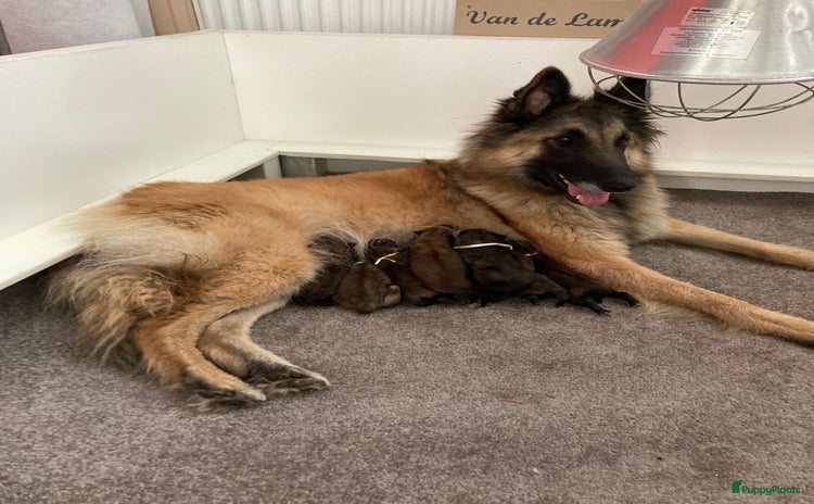 Tervuerense Herder honden - Advertentie 5