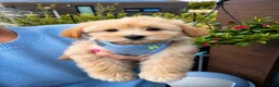 Maltipoo honden te koop: Schattige gezonde maltipoo pups - Advertentie 5