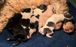 Havanezer honden te koop: Verwacht Havanezer pups met FCI stamboom - Afbeelding 3