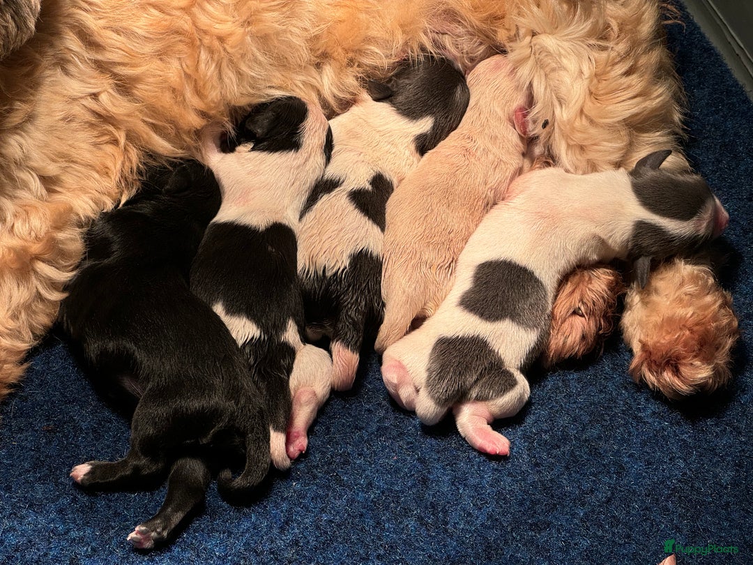 Havanezer honden te koop: Verwacht Havanezer pups met FCI stamboom - Afbeelding 3
