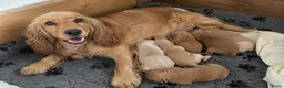 Cockapoo honden te koop: Cockapoo pup - Advertentie 6