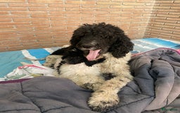 Poedel honden te koop: Prachtig mooi harlekijn koningspoedel teefje✨🐾 - Advertentie 6