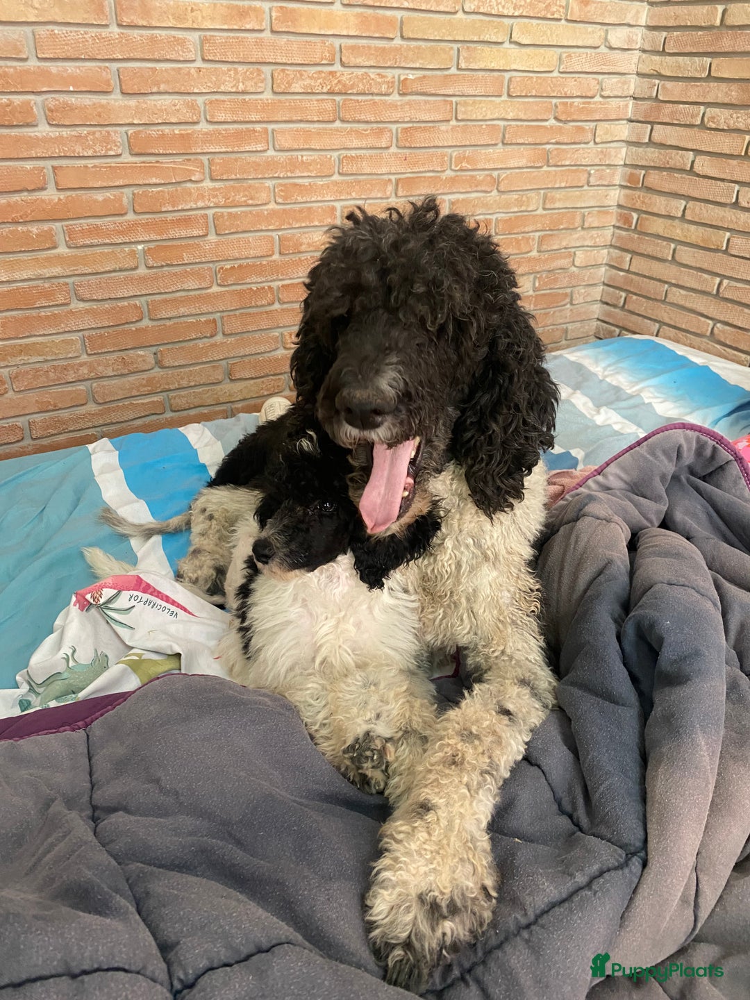 Poedel honden te koop: Prachtig mooi harlekijn koningspoedel teefje✨🐾 - Advertentie 6