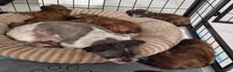 Kruising honden te koop: Boomer x Toy Poodle pups - Advertentie 2