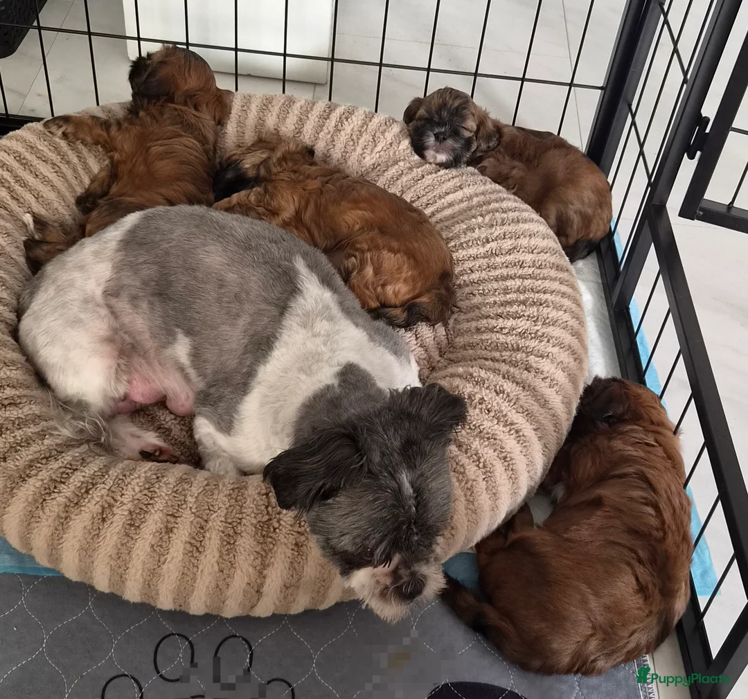 Kruising honden te koop: Boomer x Toy Poodle pups - Advertentie 2