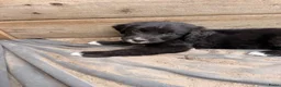 Kruising honden te koop: RESERVE LIJST/ 22 juli weg / incl. Video’s - Advertentie 6