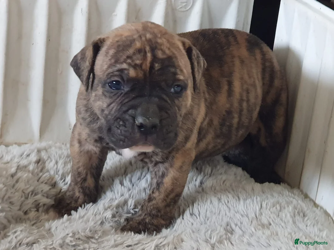 Amerikaanse Bulldog honden te koop: Prachtige Amerikaanse bulldog pups met stamboom - Advertentie 3