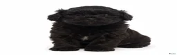 Shihpoo honden te koop: Klein blijvende mini doodle - boom-poo in Oss - Advertentie 8