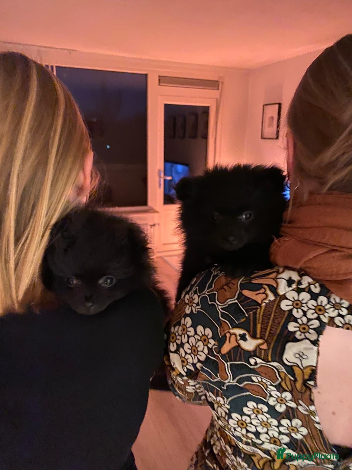 Pomeriaan honden Speels & Lief Pomeriaan Reutje en Teefje! - Advertentie 4